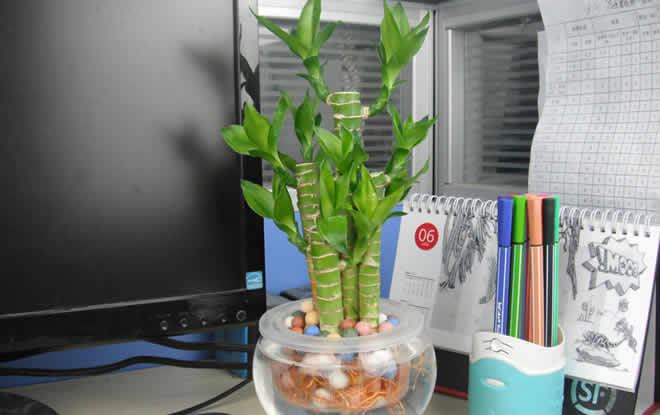 綠植租賃中水培富貴竹葉子發(fā)黃怎么辦？